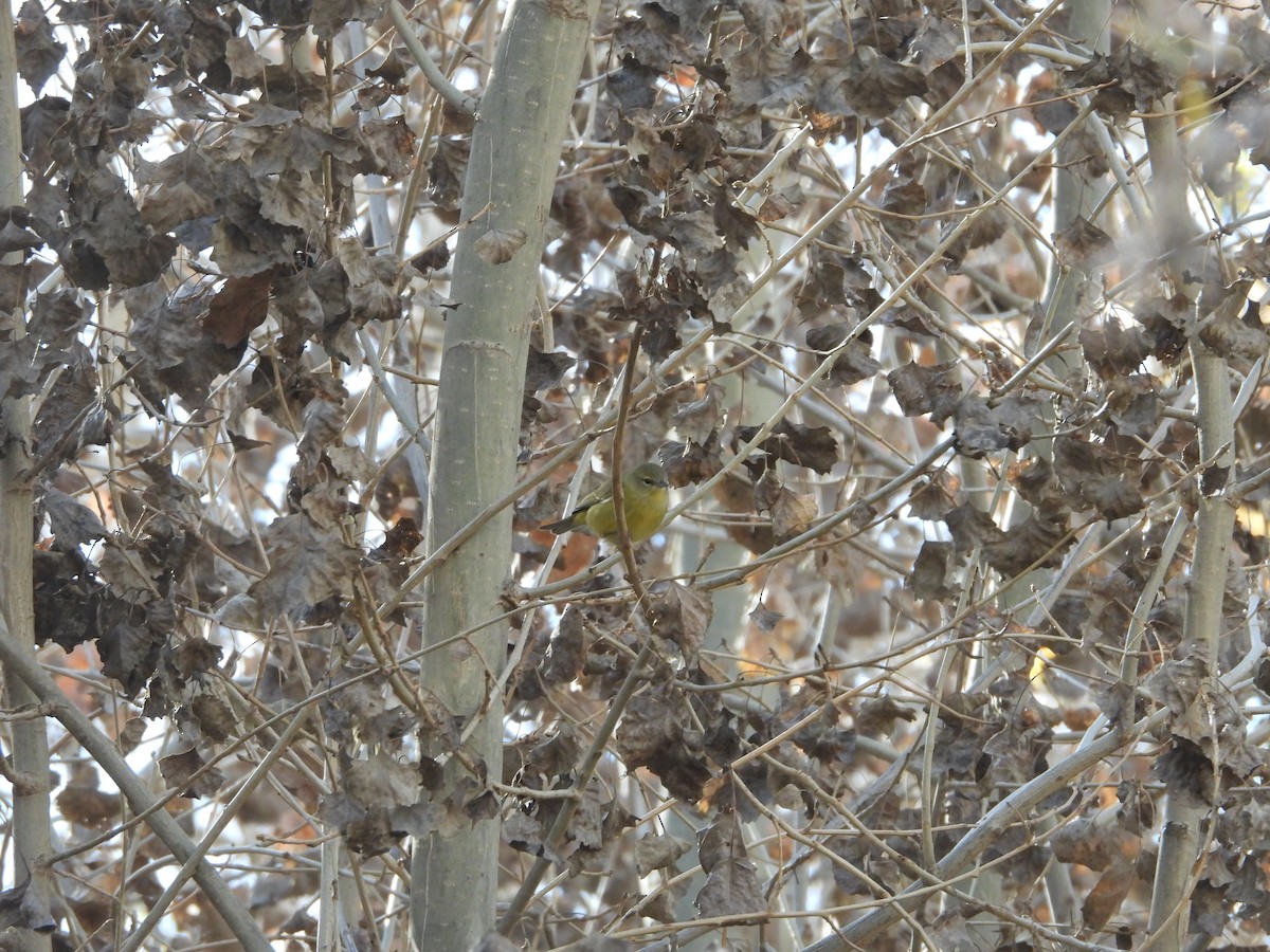 Orange-crowned Warbler - ML645758556