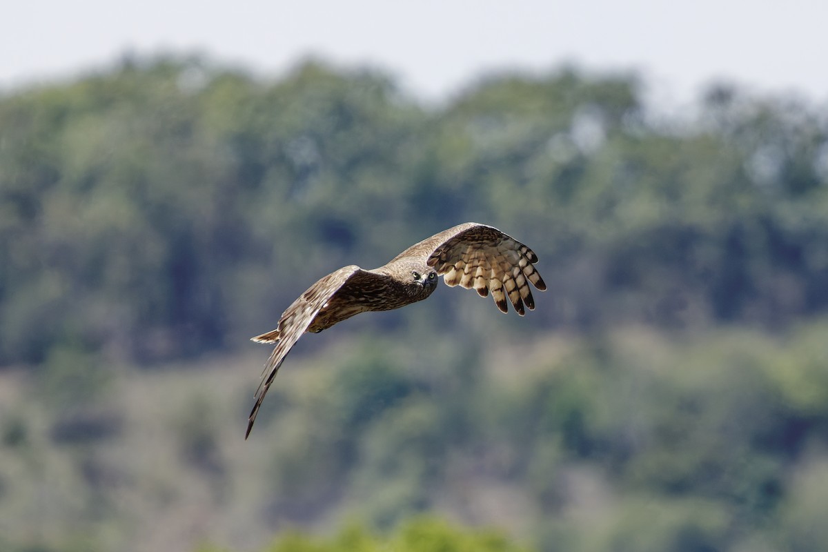 ミナミチュウヒ - ML645758559