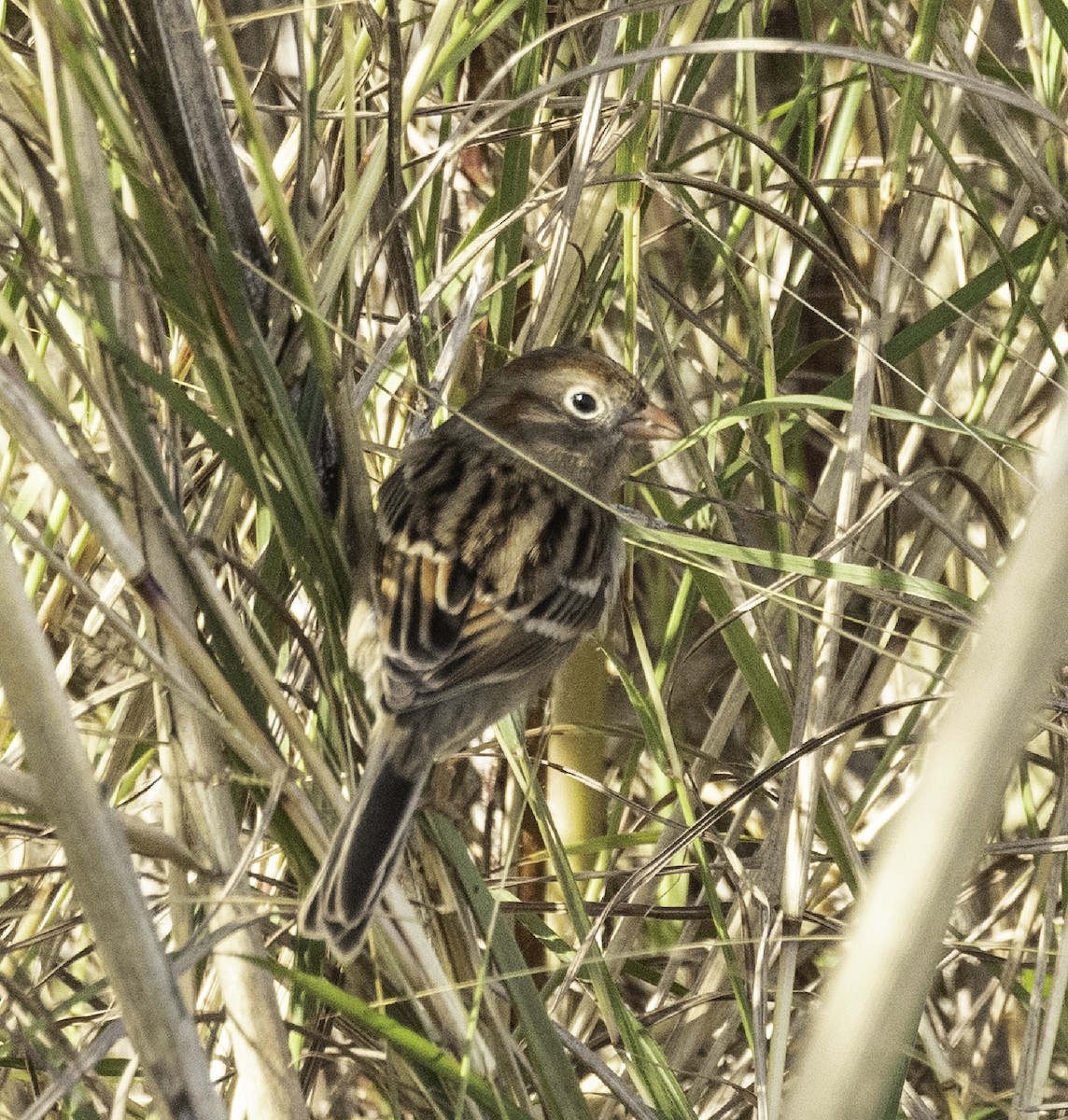 Field Sparrow - ML645758562