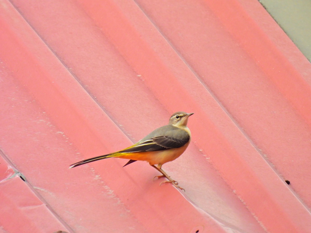 Gray Wagtail - ML645758563
