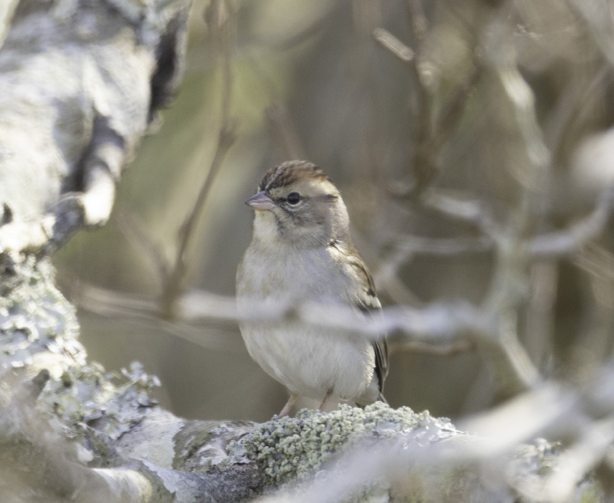 Chipping Sparrow - ML645758570