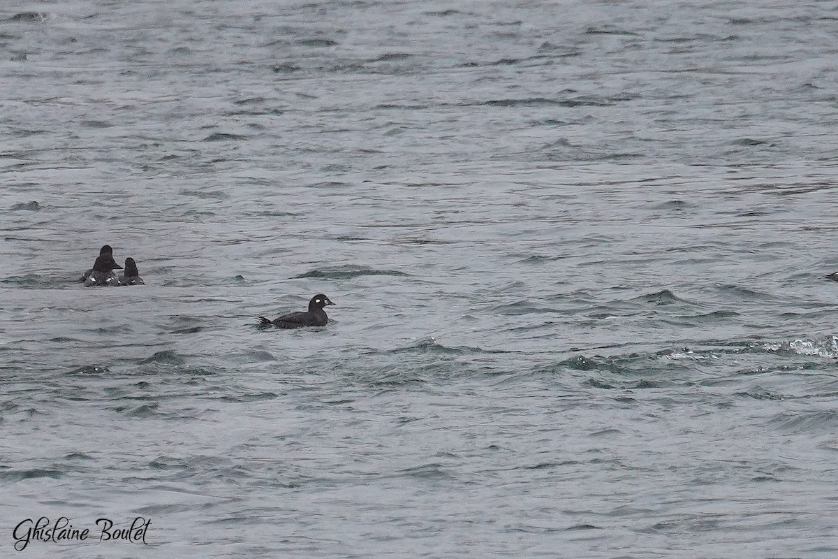 Harlequin Duck - ML645758576