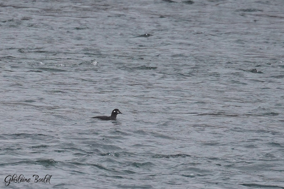 Harlequin Duck - ML645758577