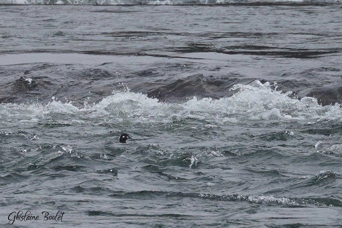 Harlequin Duck - ML645758578