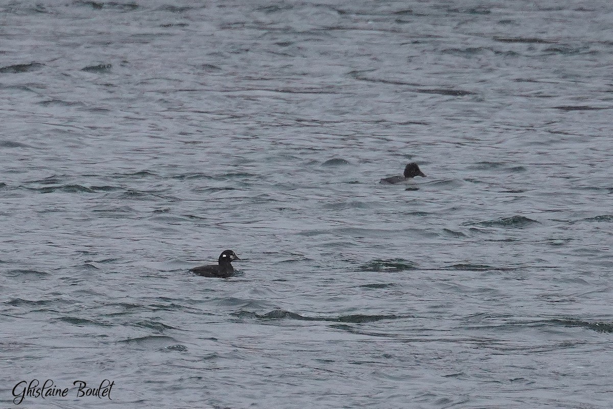 Harlequin Duck - ML645758579