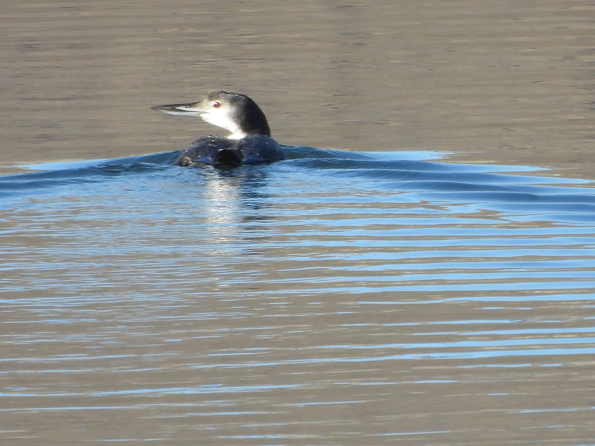 Common Loon - ML645758582