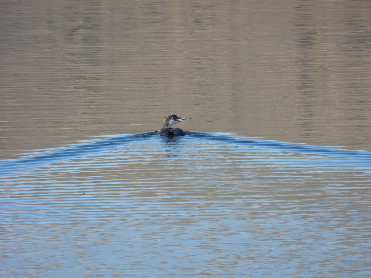 Common Loon - ML645758583