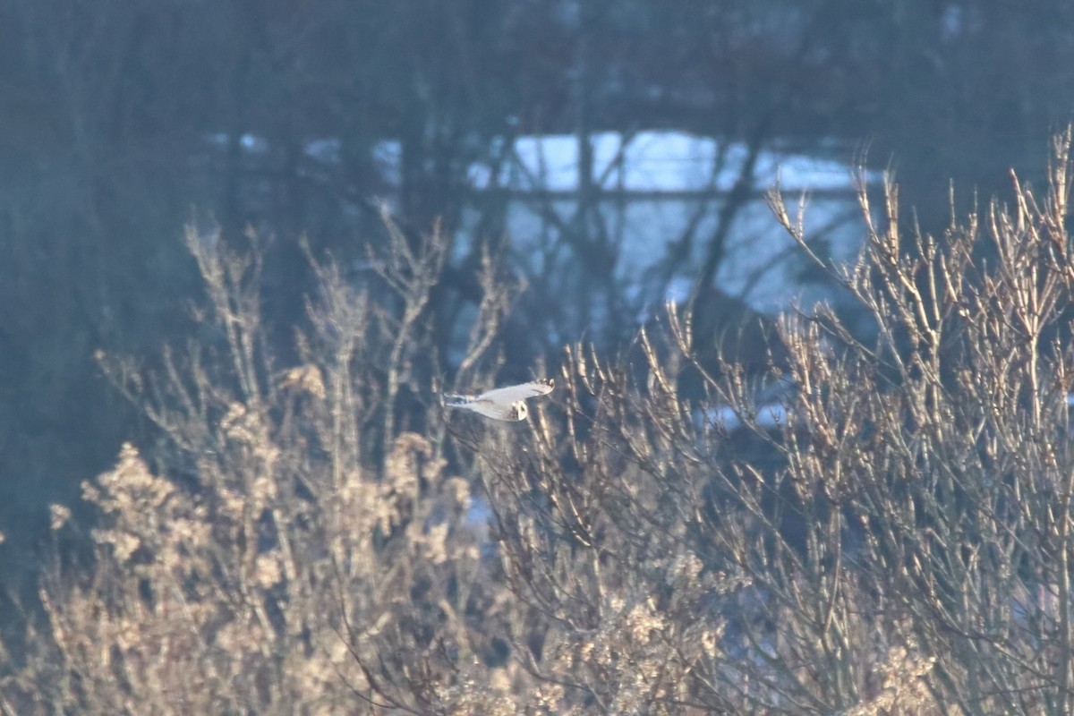 Short-eared Owl - ML645758584