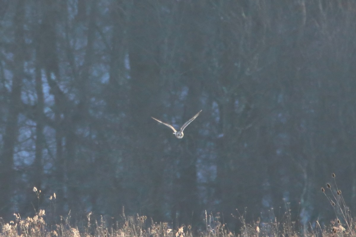 Short-eared Owl - ML645758585