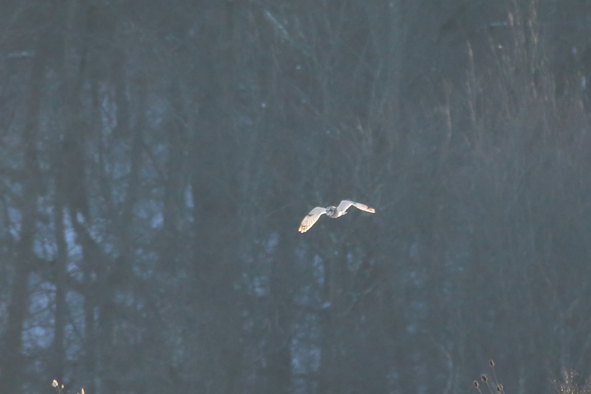 Short-eared Owl - ML645758586
