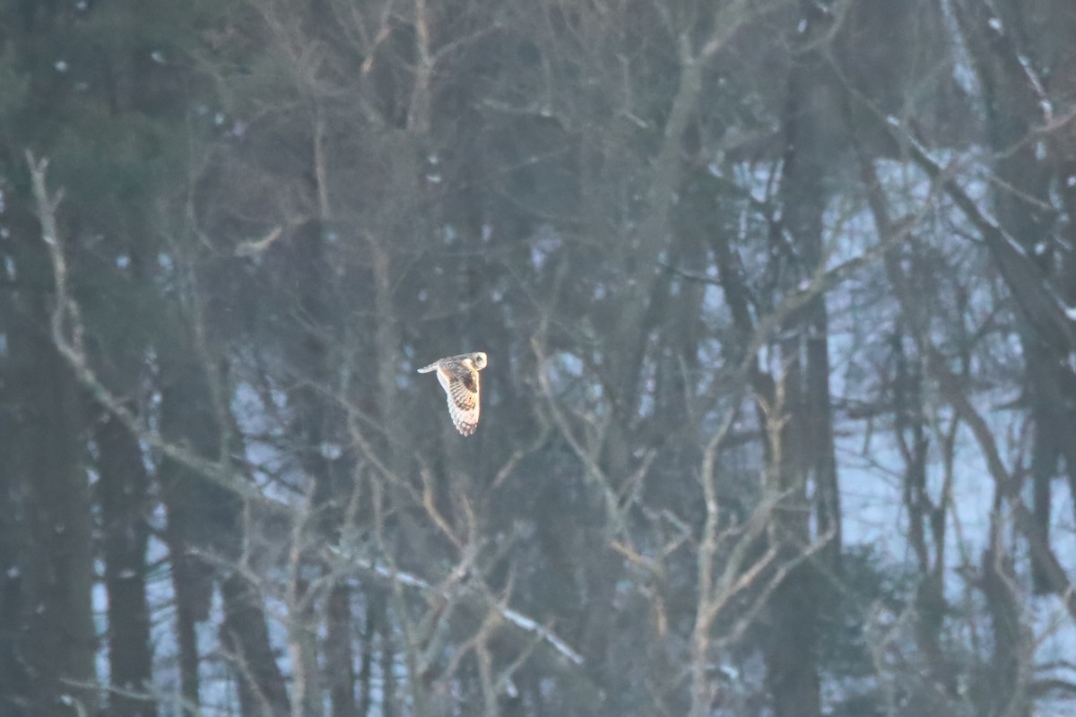 Short-eared Owl - ML645758587