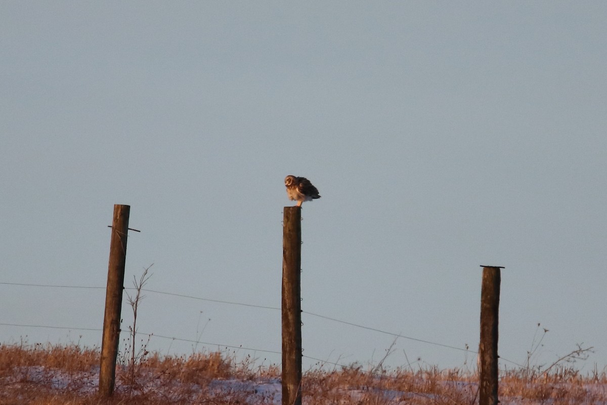 Short-eared Owl - ML645758588
