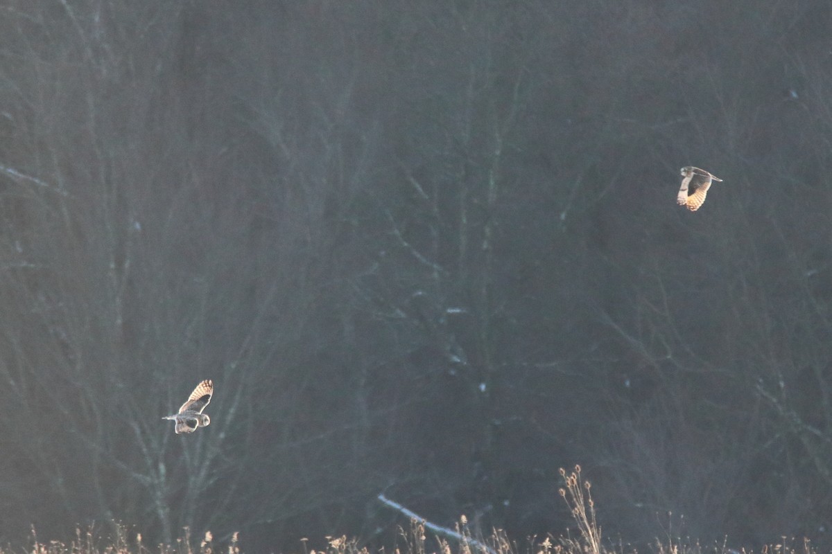 Short-eared Owl - ML645758589