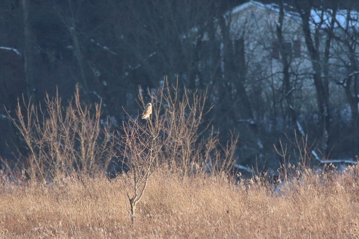 Short-eared Owl - ML645758590
