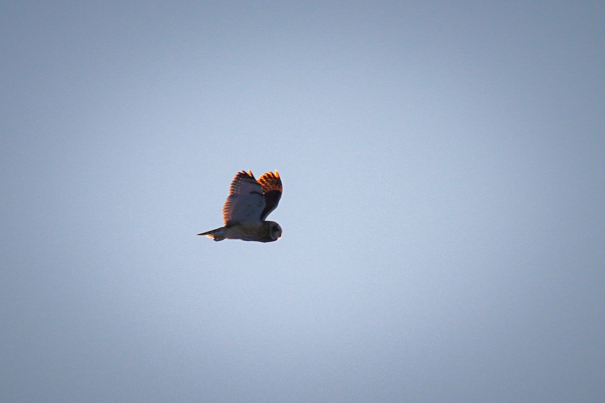 Short-eared Owl - ML645758591