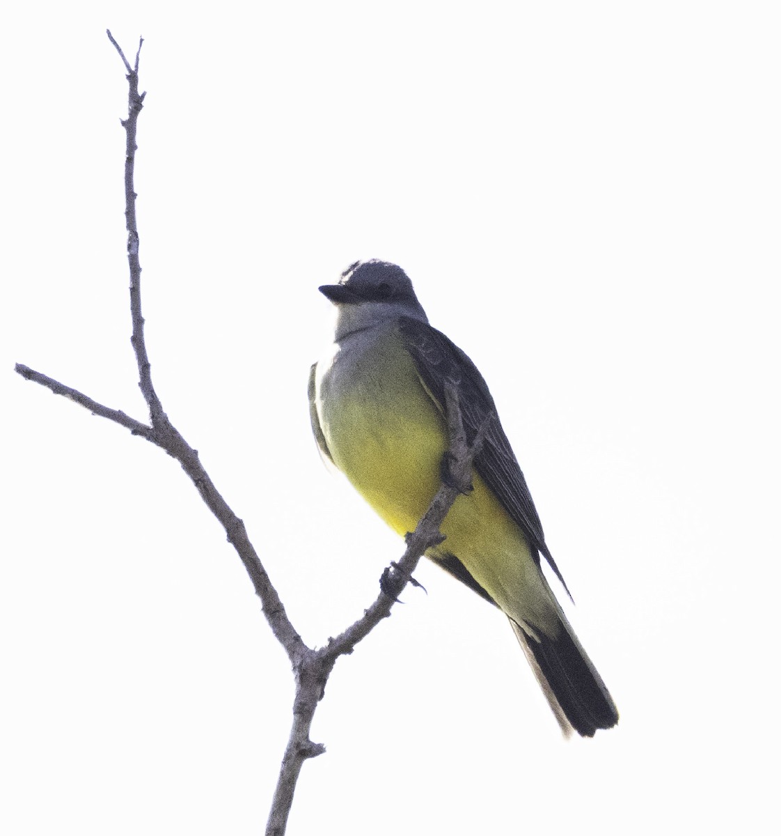 Western Kingbird - ML645758596
