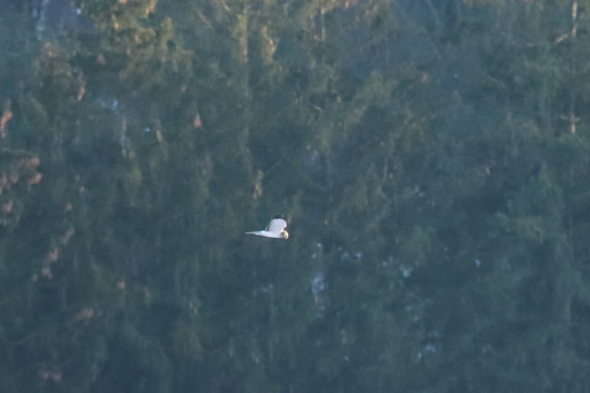 Лунь американський - ML645758614