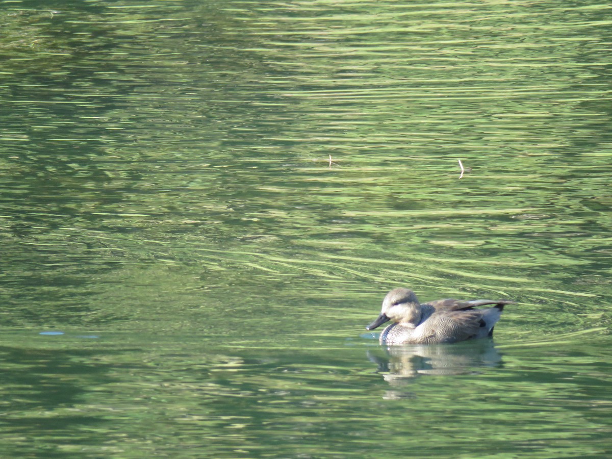 Серая утка - ML645758617