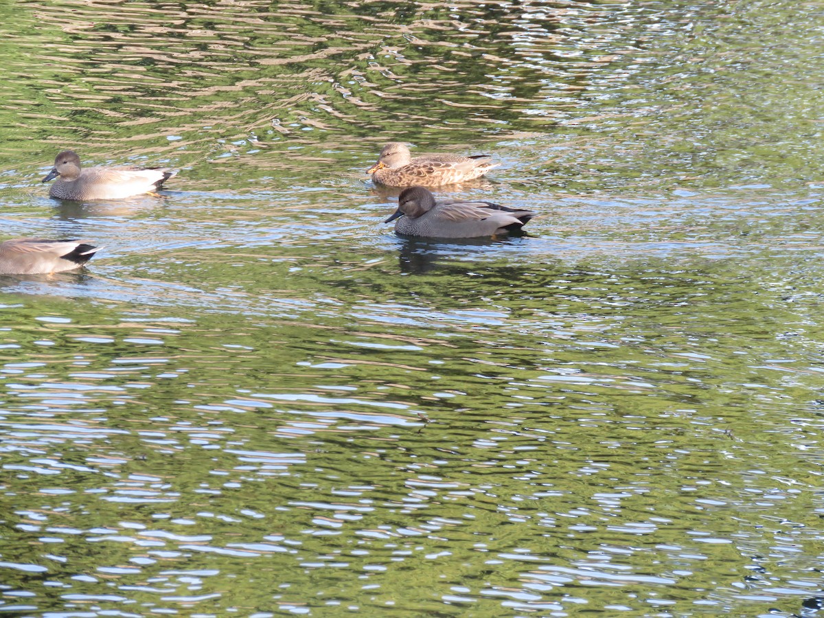 Серая утка - ML645758618