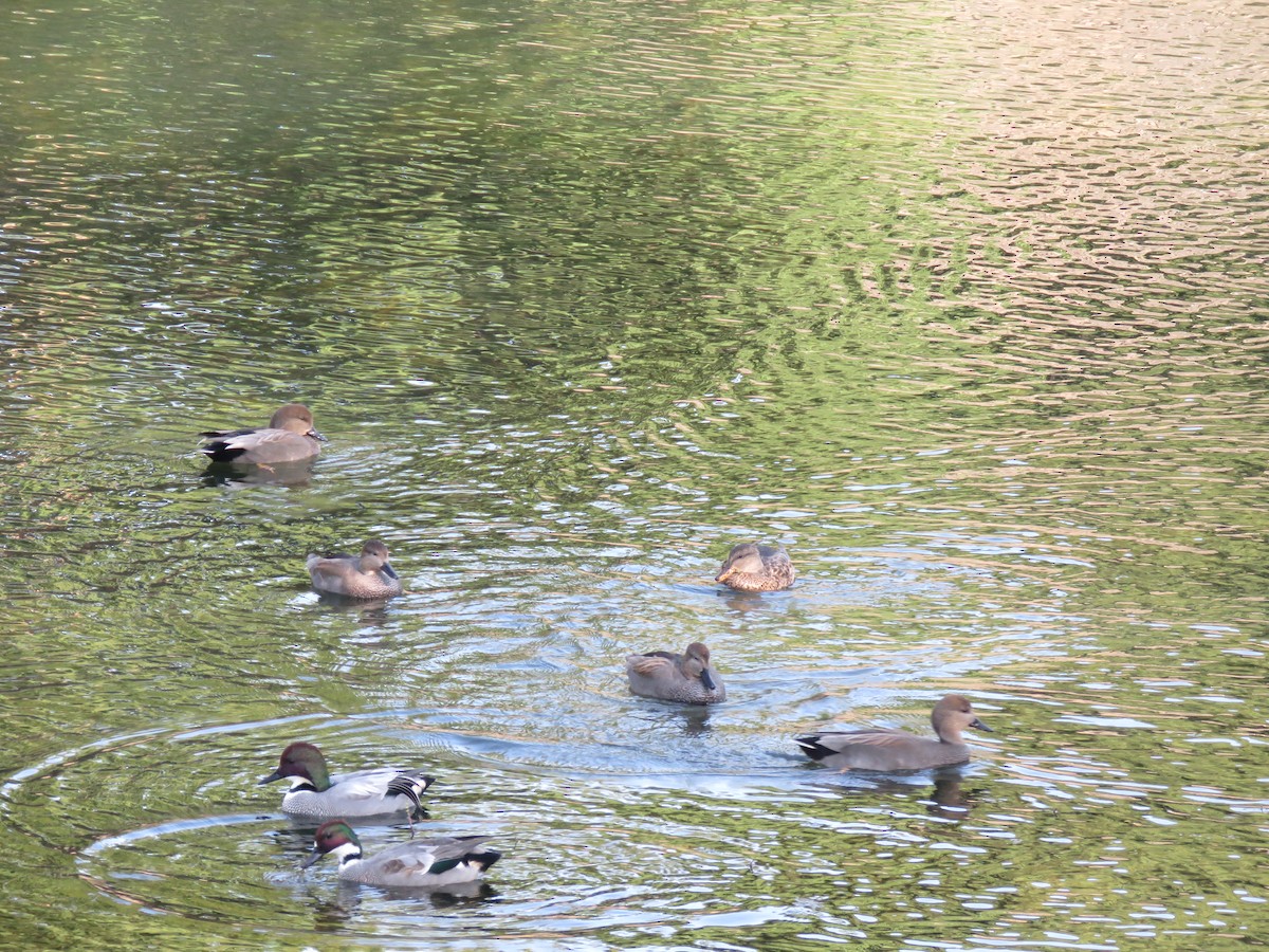 Серая утка - ML645758619