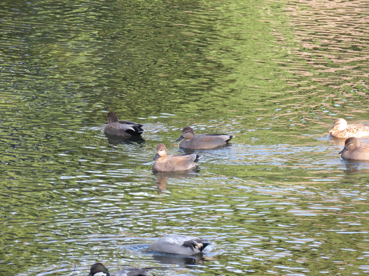 Серая утка - ML645758620