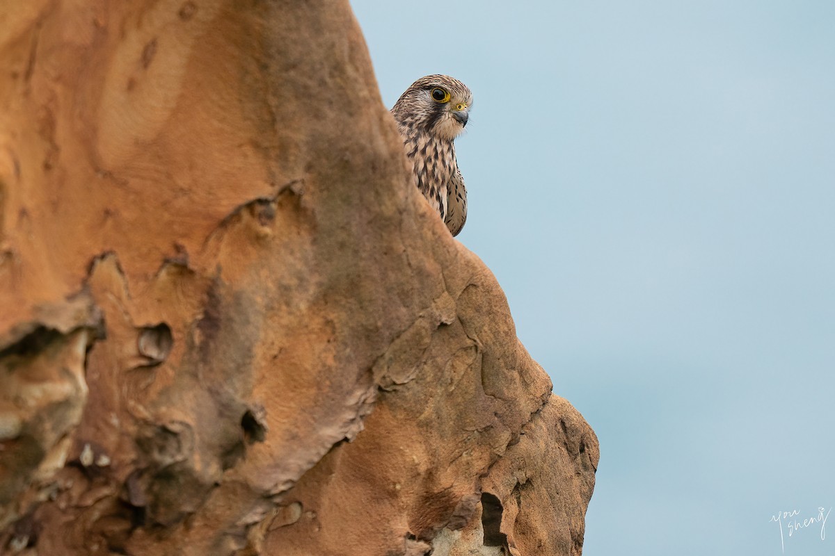Eurasian Kestrel - ML645758625