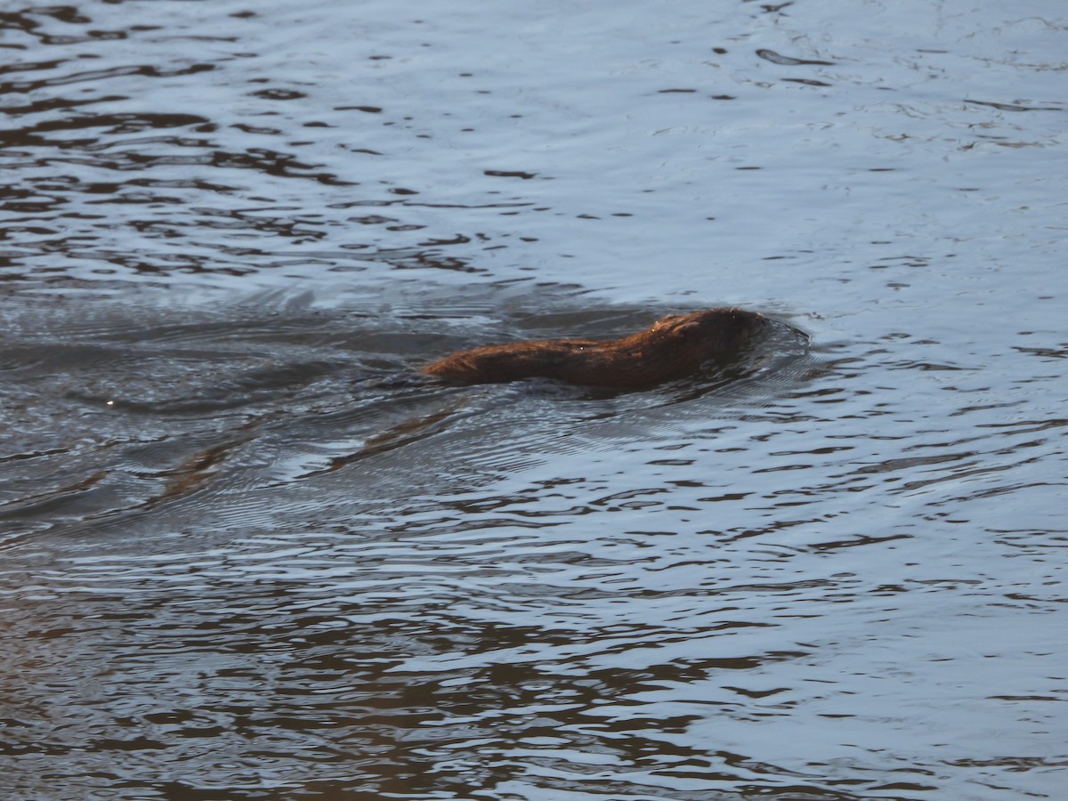 Muskrat - ML645758628