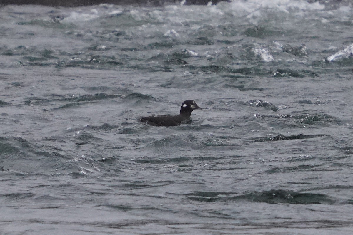 Harlequin Duck - ML645758629