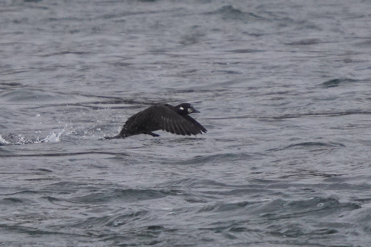 Harlequin Duck - ML645758630