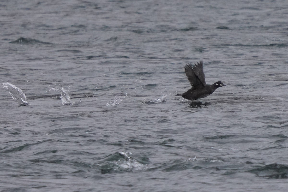 Harlequin Duck - ML645758631