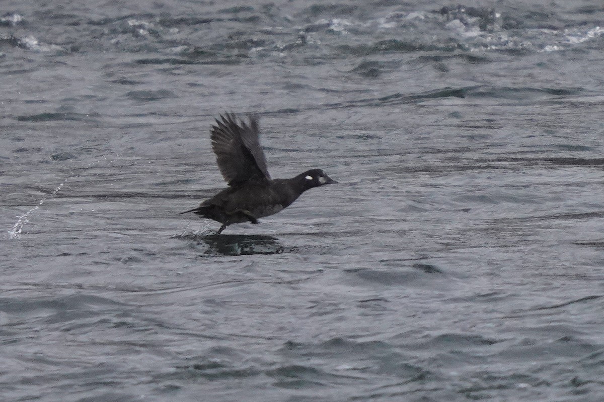 Harlequin Duck - ML645758632