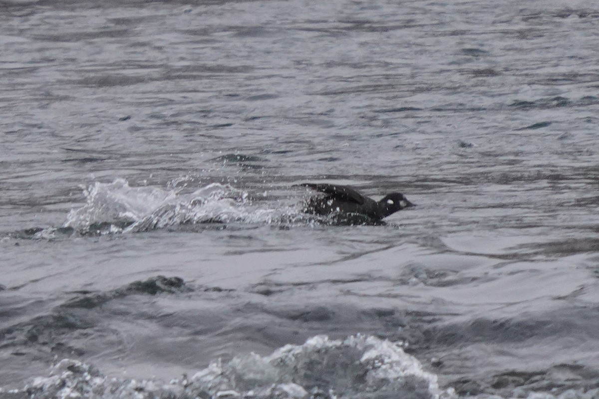 Harlequin Duck - ML645758633