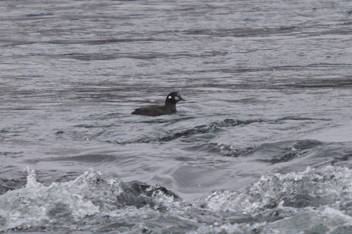 Harlequin Duck - ML645758634