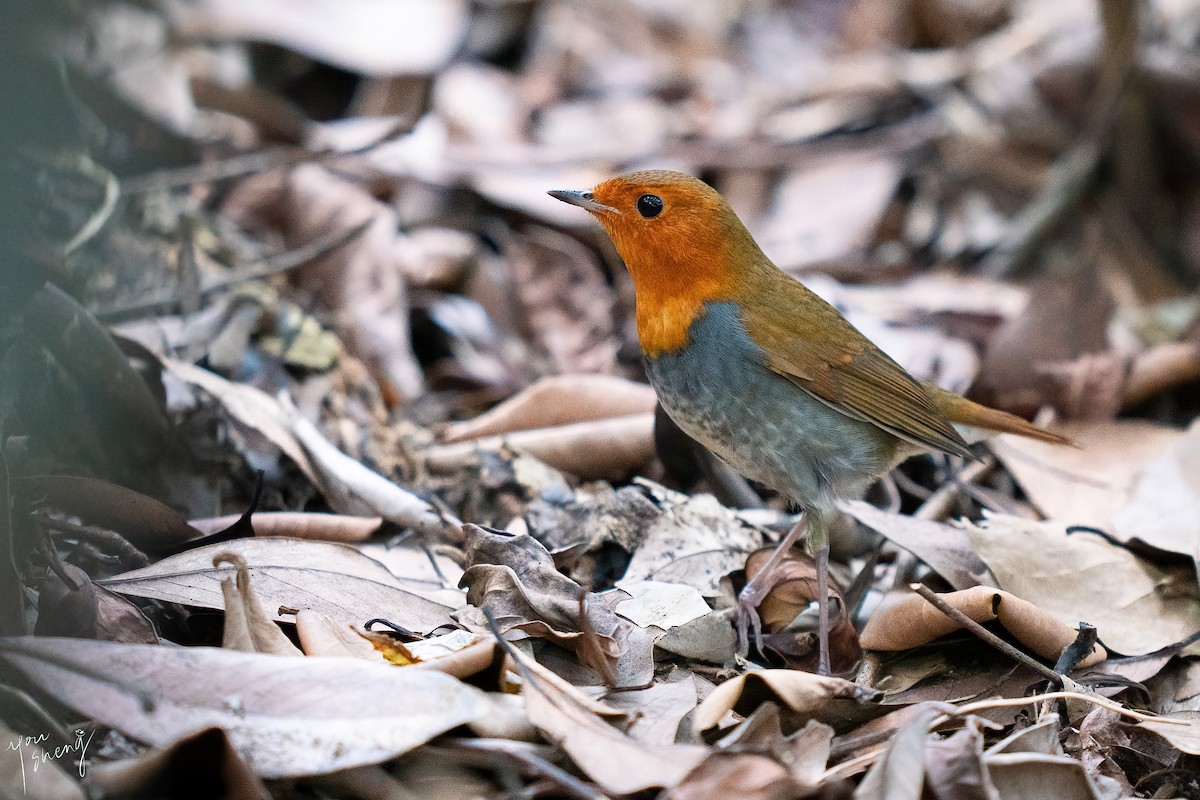 Japanese Robin - ML645758645