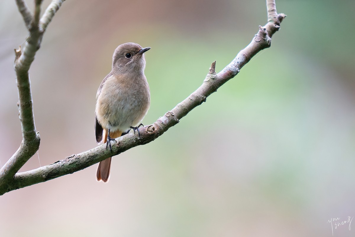 Daurian Redstart - ML645758661