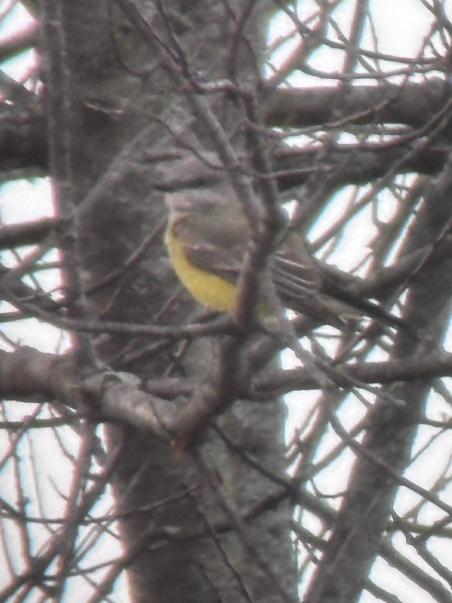 Western Kingbird - ML645758664