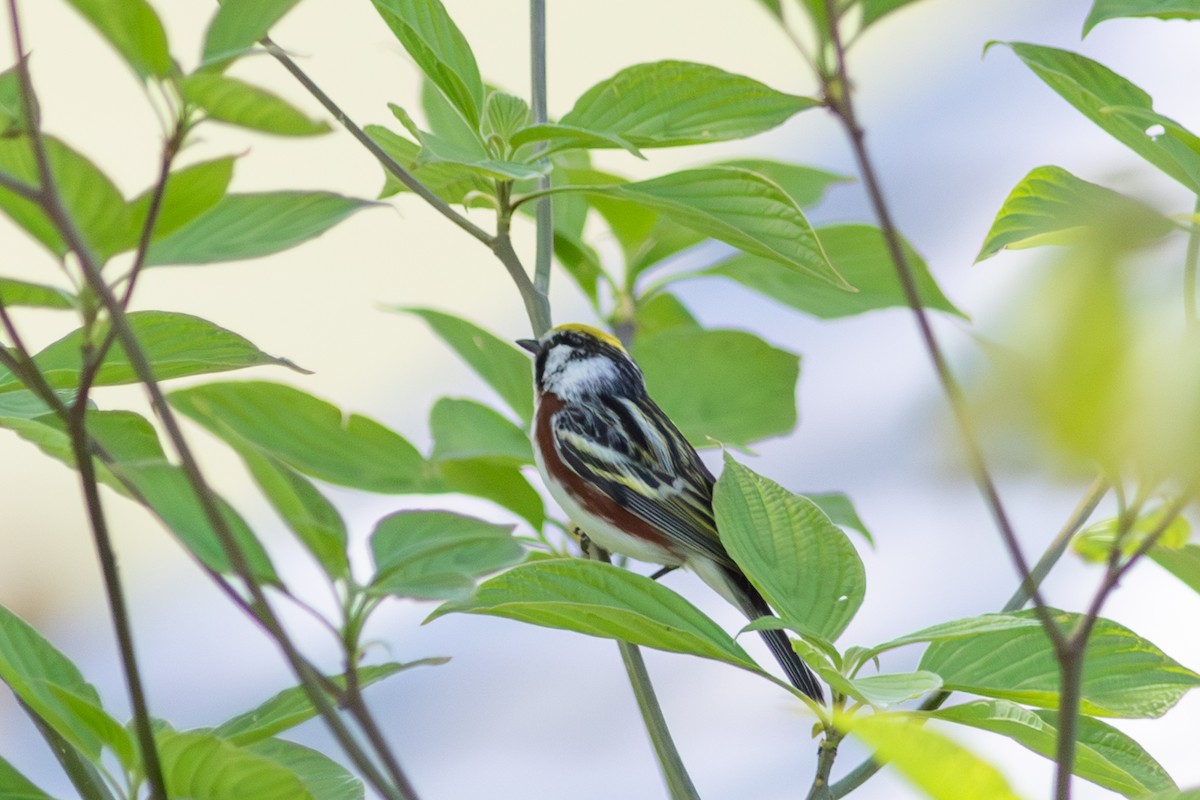 Chestnut-sided Warbler - ML645758667