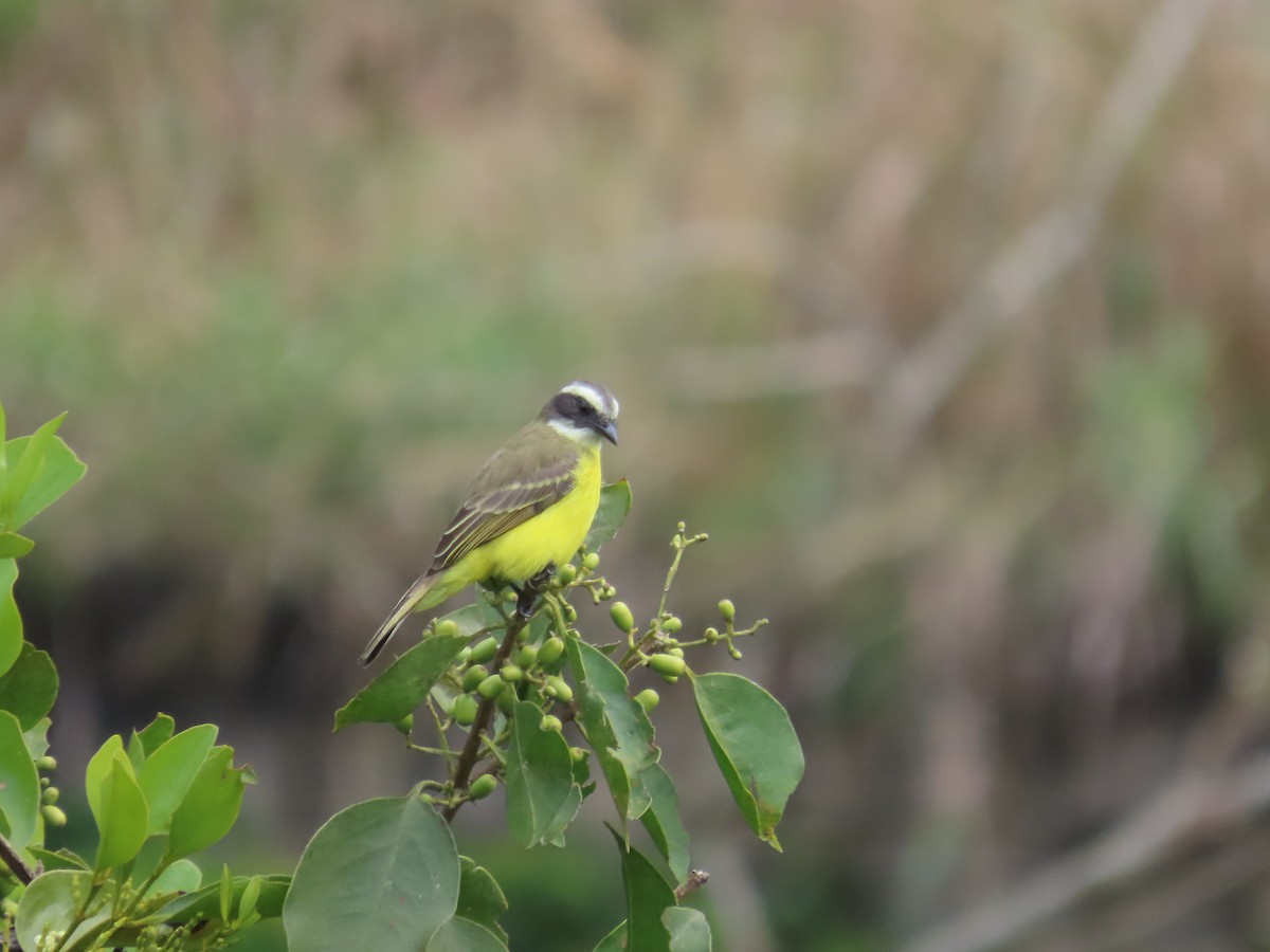 Sosyal Tiran - ML645758671