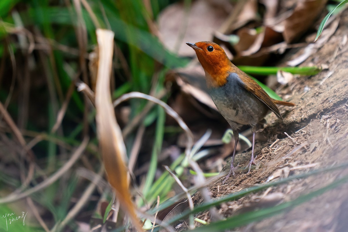 Japanese Robin - ML645758673