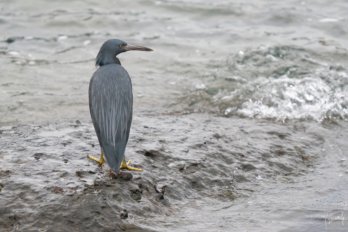 Pacific Reef-Heron - ML645758677