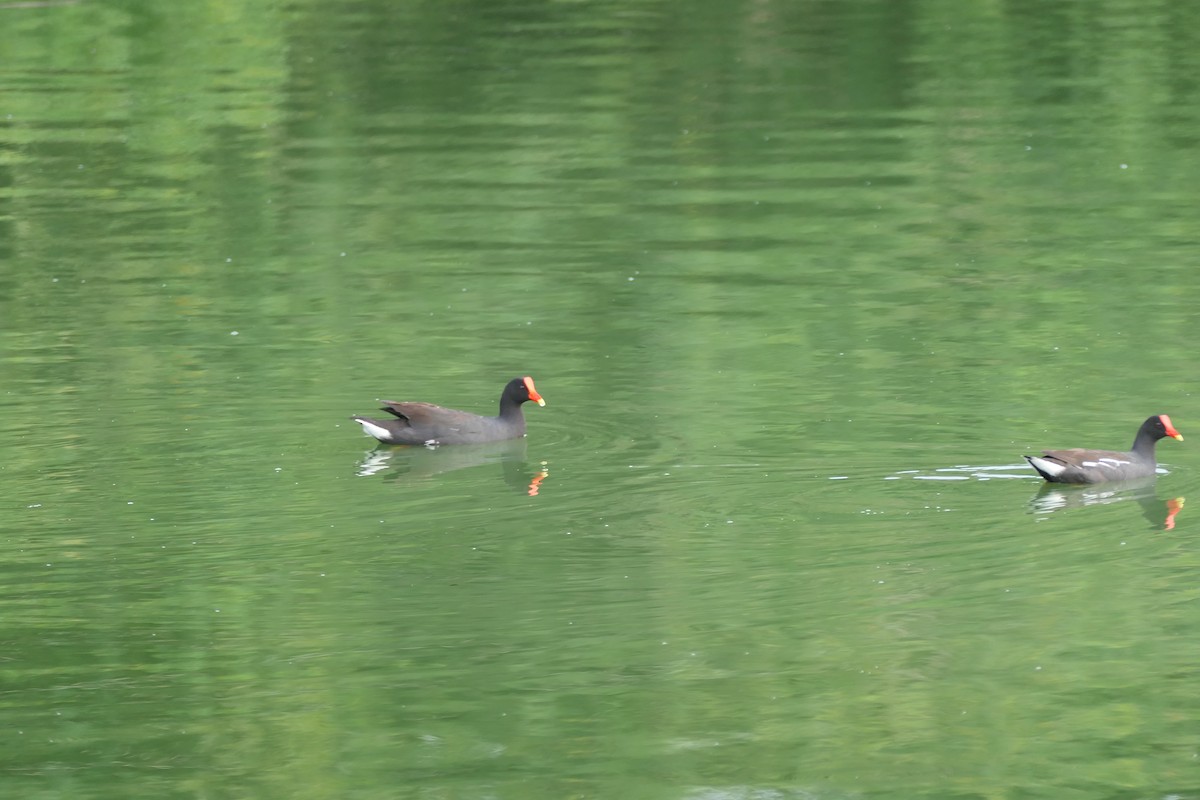 סופית אמריקנית - ML645758680
