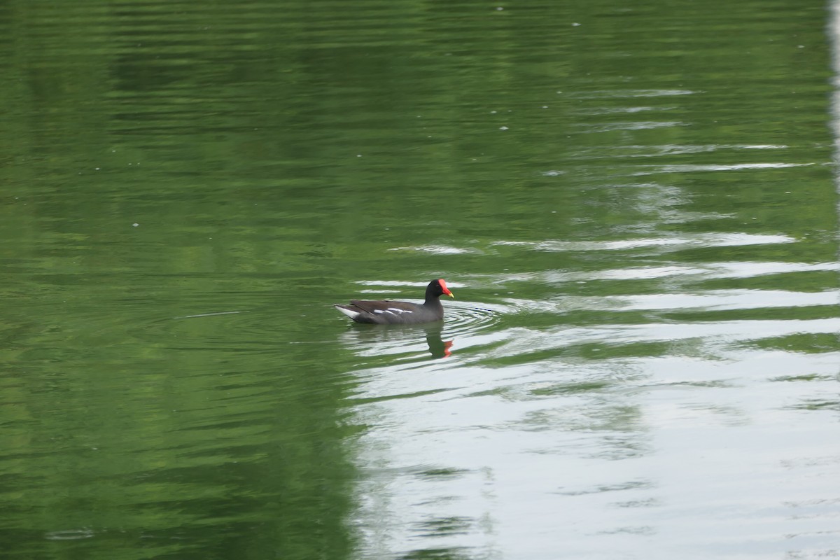 סופית אמריקנית - ML645758681