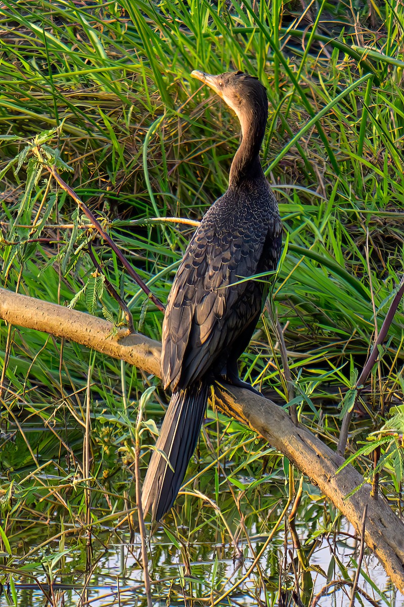 kormorán dlouhoocasý - ML645758684