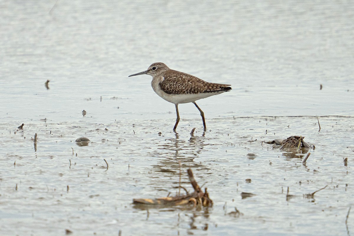 Wood Sandpiper - ML645758686