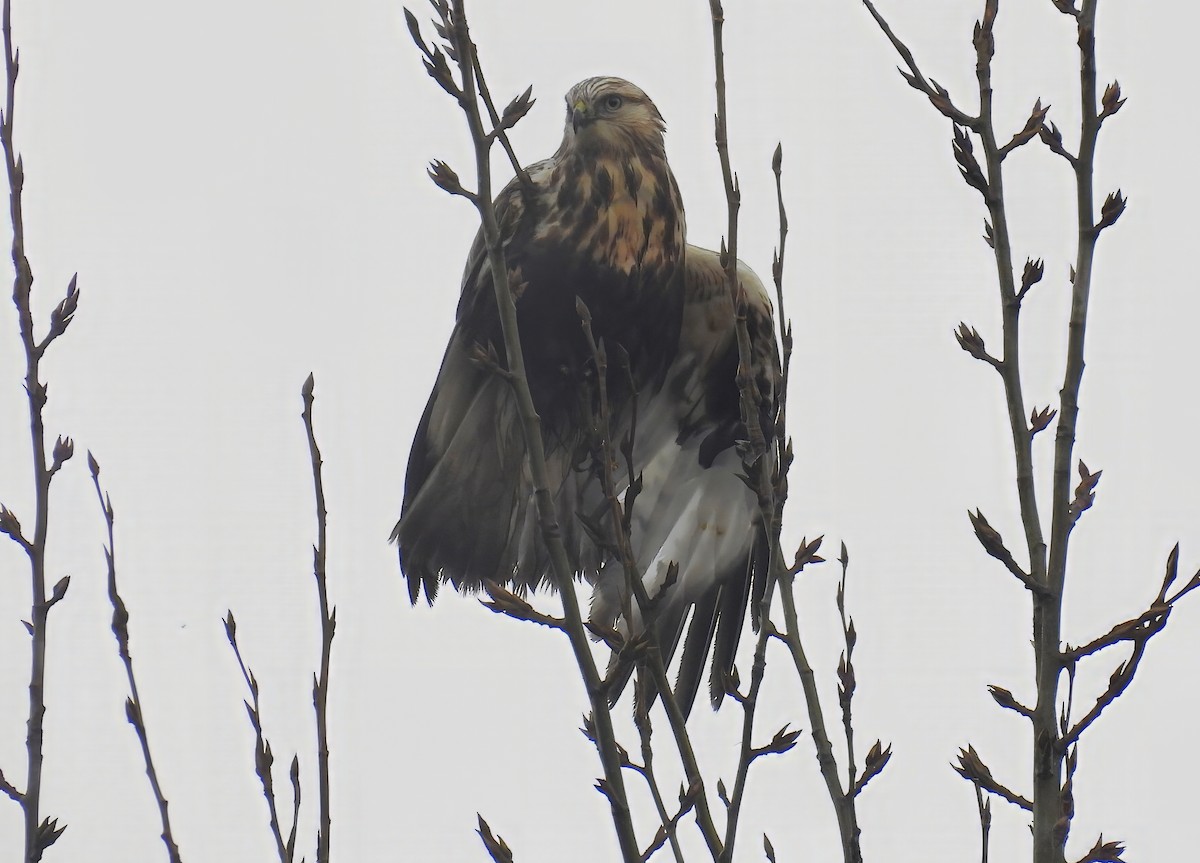 Rough-legged Hawk - ML645758690