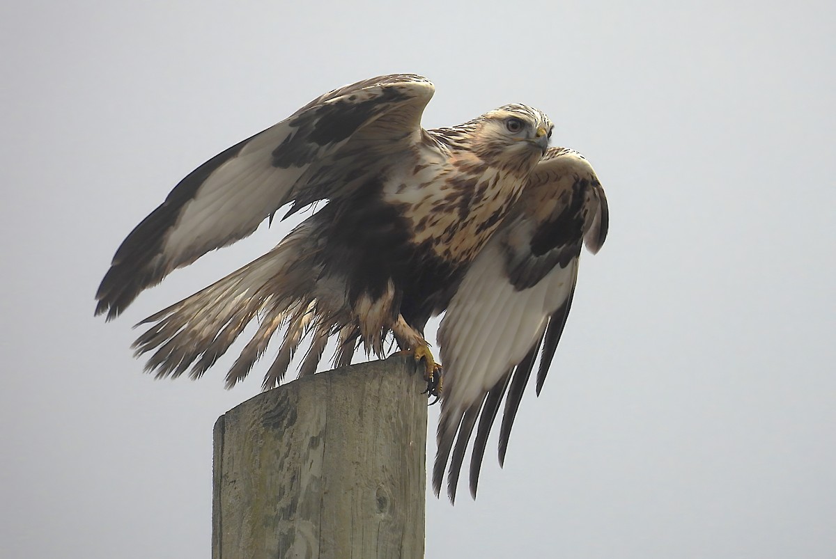 Rough-legged Hawk - ML645758691