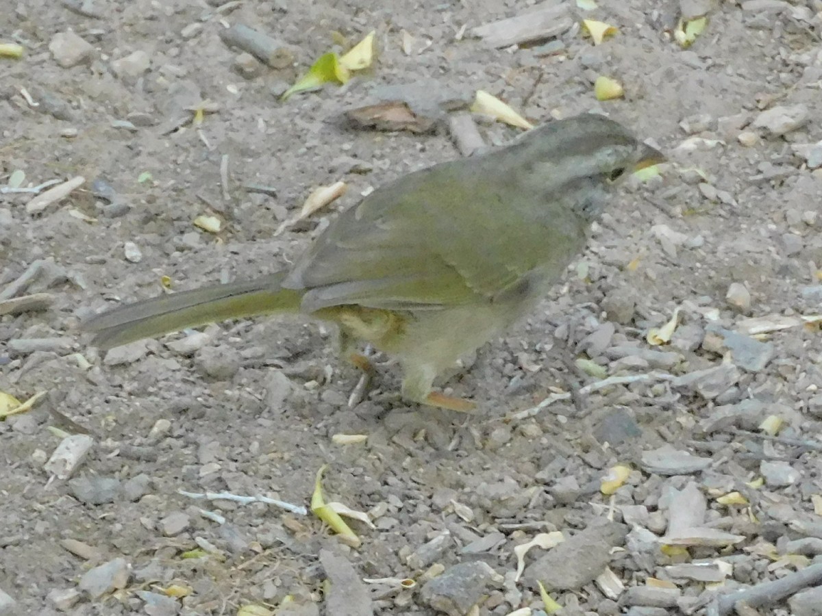 Olive Sparrow - ML645758697