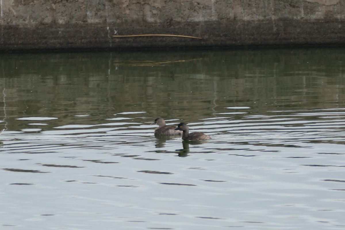Least Grebe - ML645758702