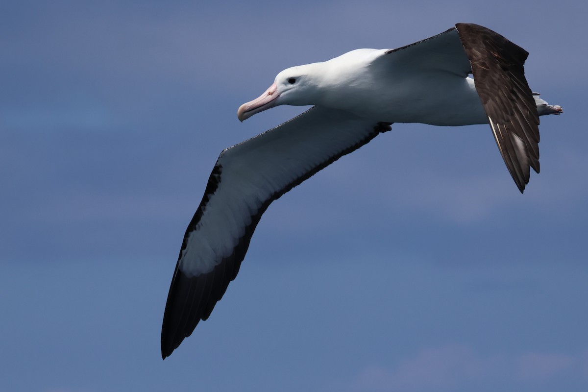 Northern Royal Albatross - ML645758703