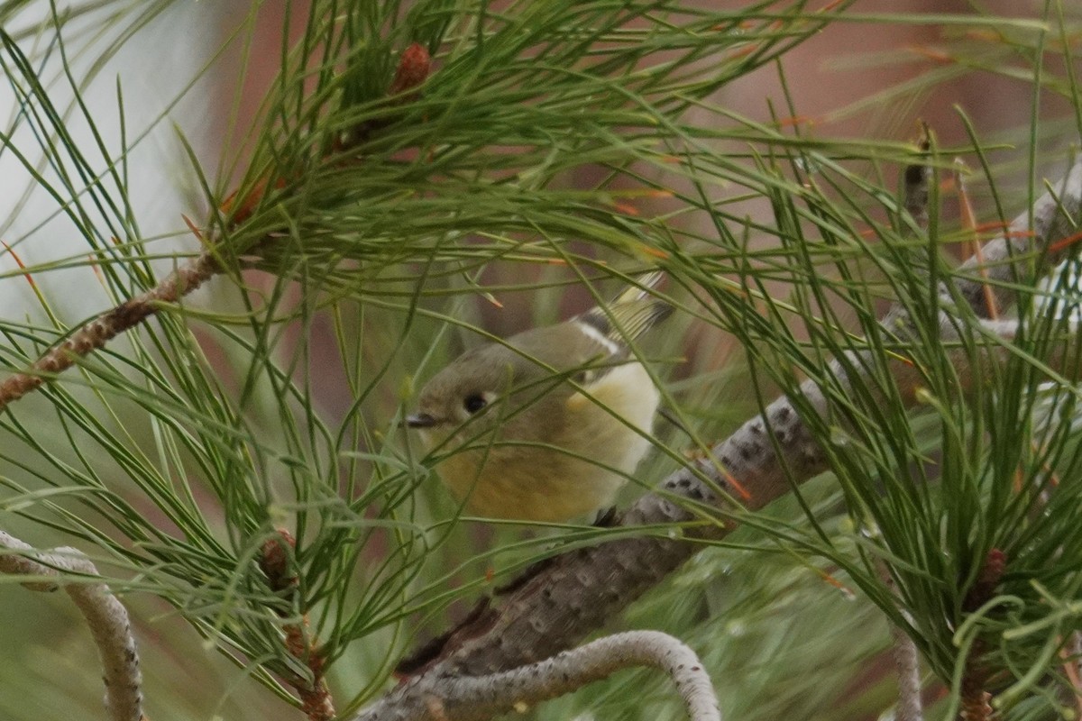 Ruby-crowned Kinglet - ML645758705